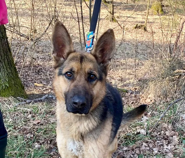 Pies do adopcji, gmina Platerówka, 31 marca 2025 (3/4)