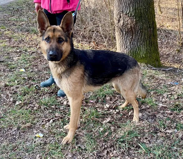 Pies do adopcji, gmina Platerówka, 31 marca 2025 (4/4)