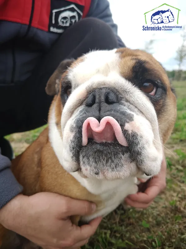 Znaleziono psa, Szczecin, 31 marca 2025 (1/5)