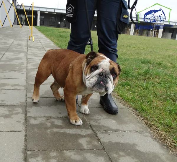 Znaleziono psa, Szczecin, 31 marca 2025 (4/5)