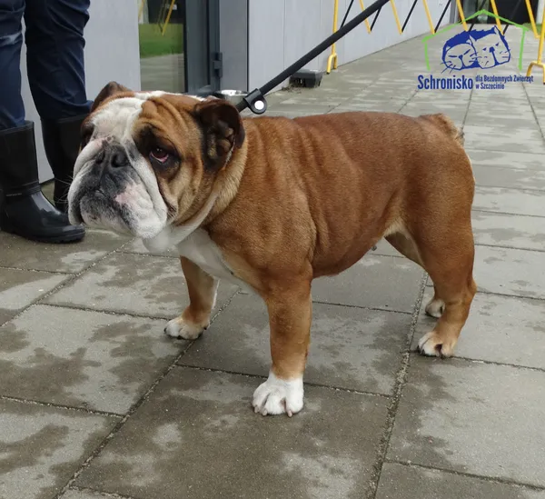 Znaleziono psa, Szczecin, 31 marca 2025 (5/5)