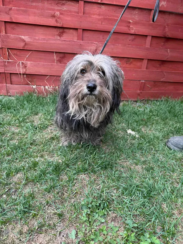 Znaleziono psa, Czartki, 31 marca 2025