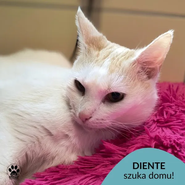 Kot do adopcji, Gdynia, 31 marca 2025 (1/5)