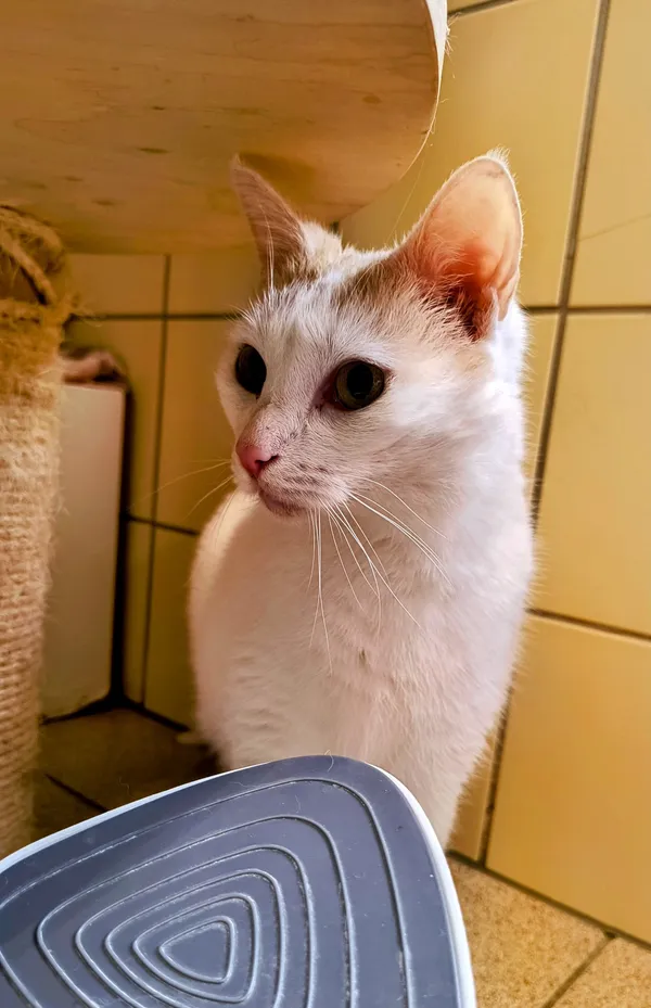 Kot do adopcji, Gdynia, 31 marca 2025 (2/5)