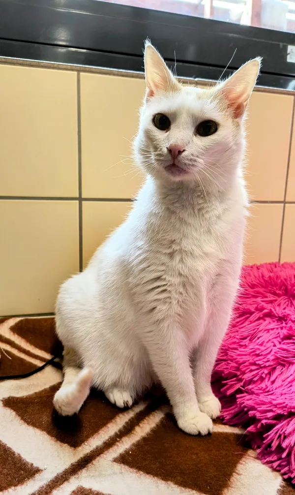 Kot do adopcji, Gdynia, 31 marca 2025 (4/5)