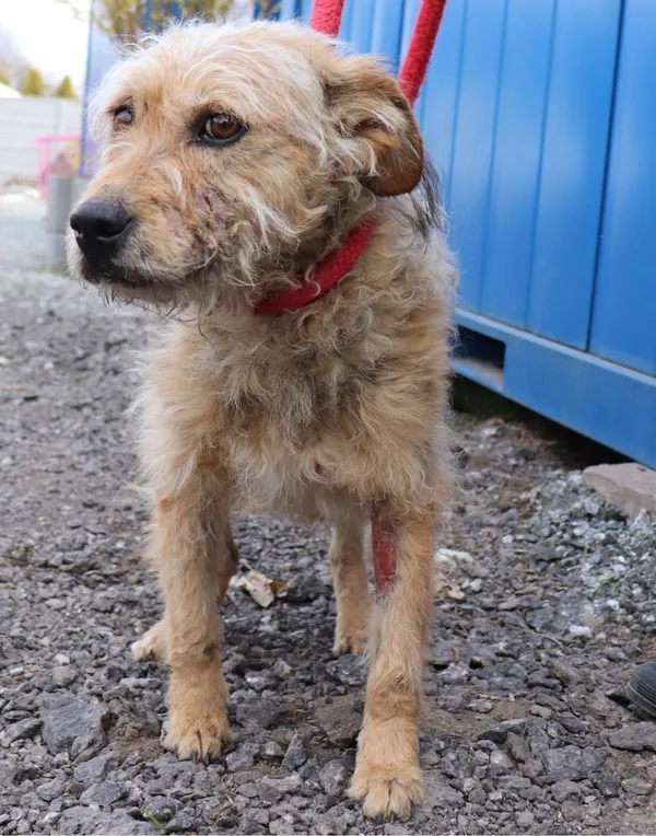 Znaleziono psa, Łódź, 30 marca 2025 (1/5)