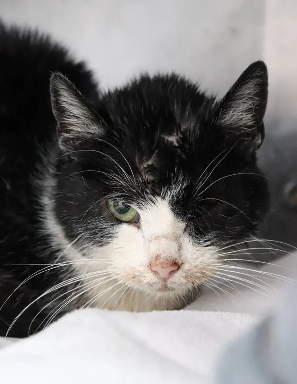 Znaleziono kota, Łódź, 31 marca 2025 (1/2)