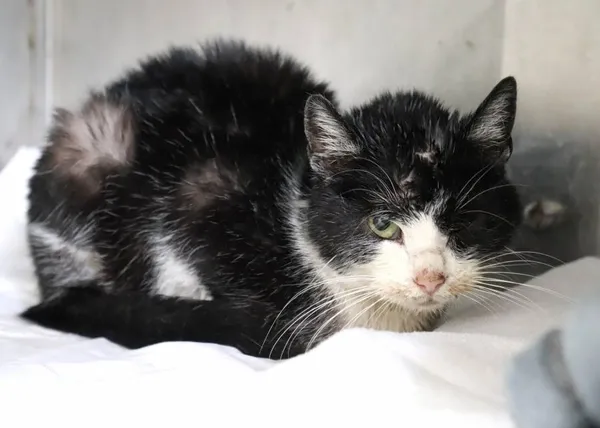 Znaleziono kota, Łódź, 31 marca 2025 (2/2)