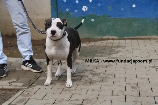 Pies do adopcji, Nowy Dwór Mazowiecki, 31 marca 2025 (1/4)