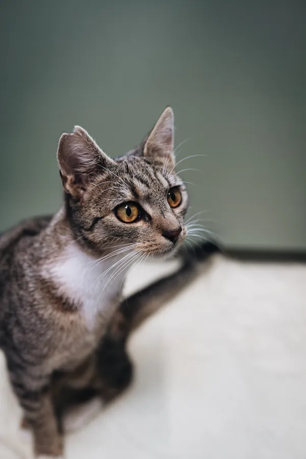 Znaleziono kota, Sosnowiec, 29 marca 2025 (5/5)