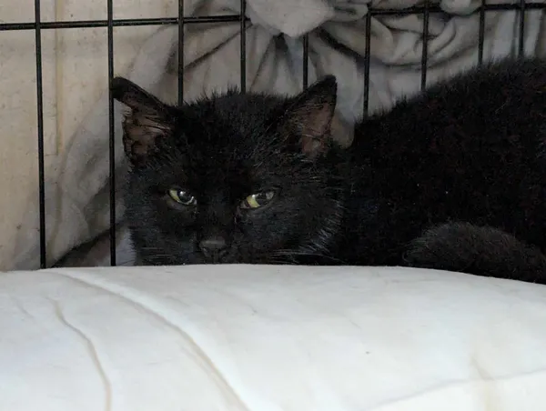 Znaleziono kota, Sosnowiec, 28 marca 2025