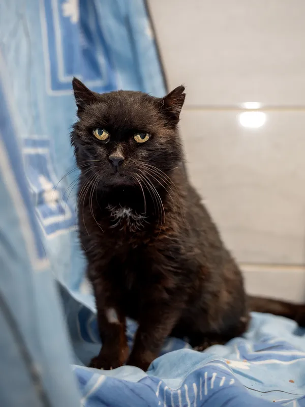 Znaleziono kota, Sosnowiec, 30 marca 2025 (1/5)