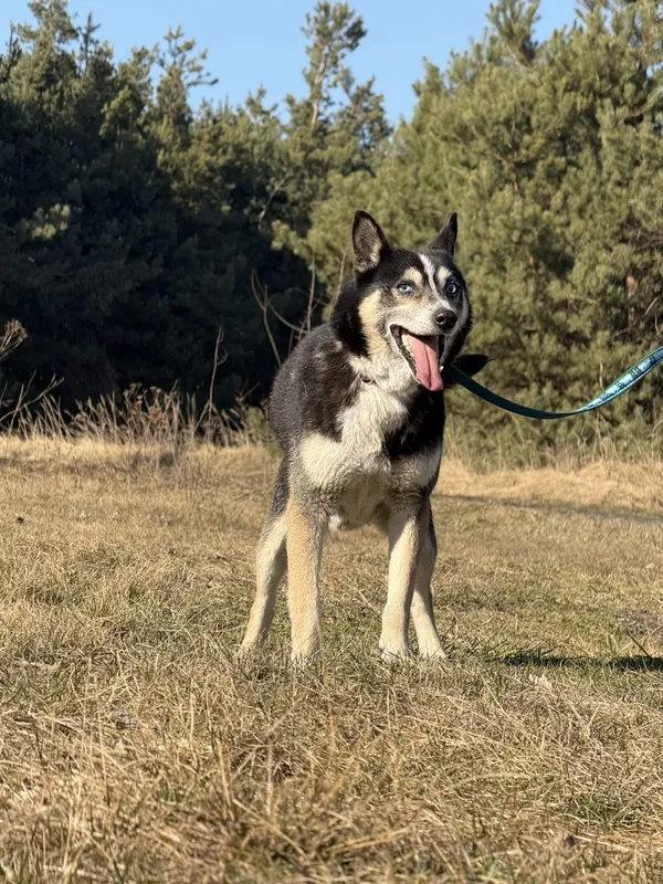 Pies do adopcji, Pieczyska, 31 marca 2025 (2/4)