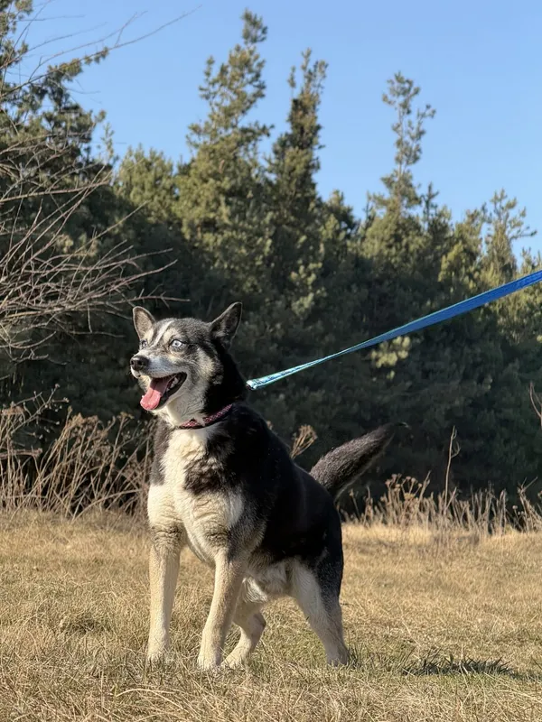 Pies do adopcji, Pieczyska, 31 marca 2025 (3/4)