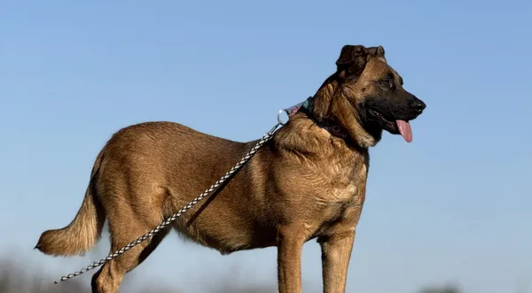 Pies do adopcji, Pieczyska, 31 marca 2025 (1/5)