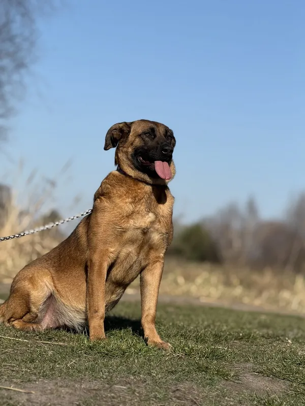 Pies do adopcji, Pieczyska, 31 marca 2025 (2/5)