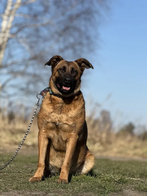 Pies do adopcji, Pieczyska, 31 marca 2025 (3/5)