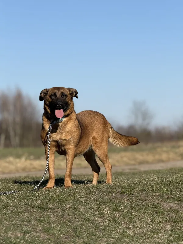 Pies do adopcji, Pieczyska, 31 marca 2025 (5/5)