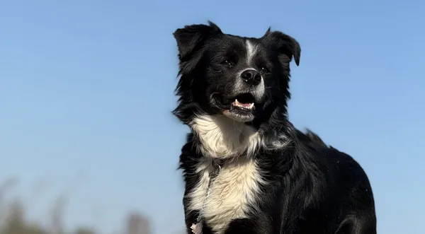 Pies do adopcji, Pieczyska, 31 marca 2025 (1/5)