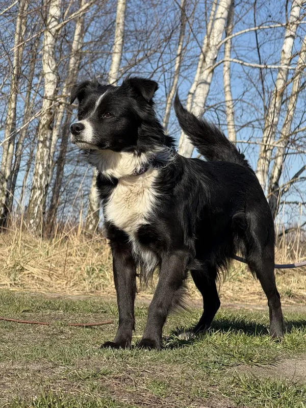 Pies do adopcji, Pieczyska, 31 marca 2025 (4/5)