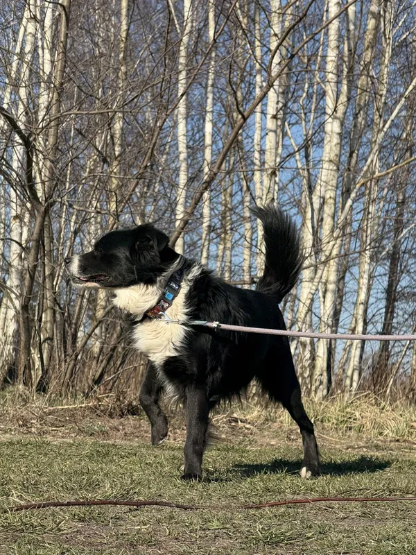 Pies do adopcji, Pieczyska, 31 marca 2025 (5/5)