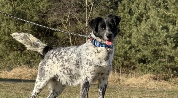 Pies do adopcji, Pieczyska, 31 marca 2025 (1/4)