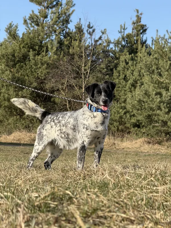 Pies do adopcji, Pieczyska, 31 marca 2025 (2/4)