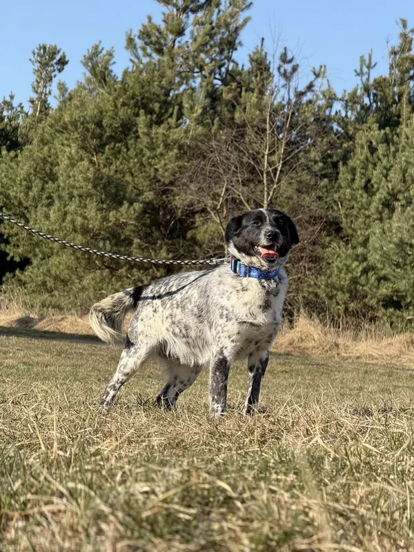 Pies do adopcji, Pieczyska, 31 marca 2025 (3/4)