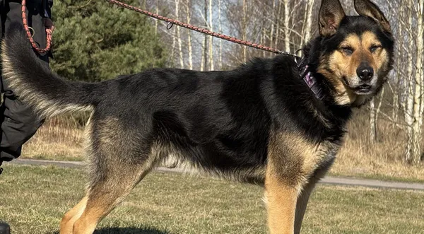 Pies do adopcji, Pieczyska, 31 marca 2025 (1/5)