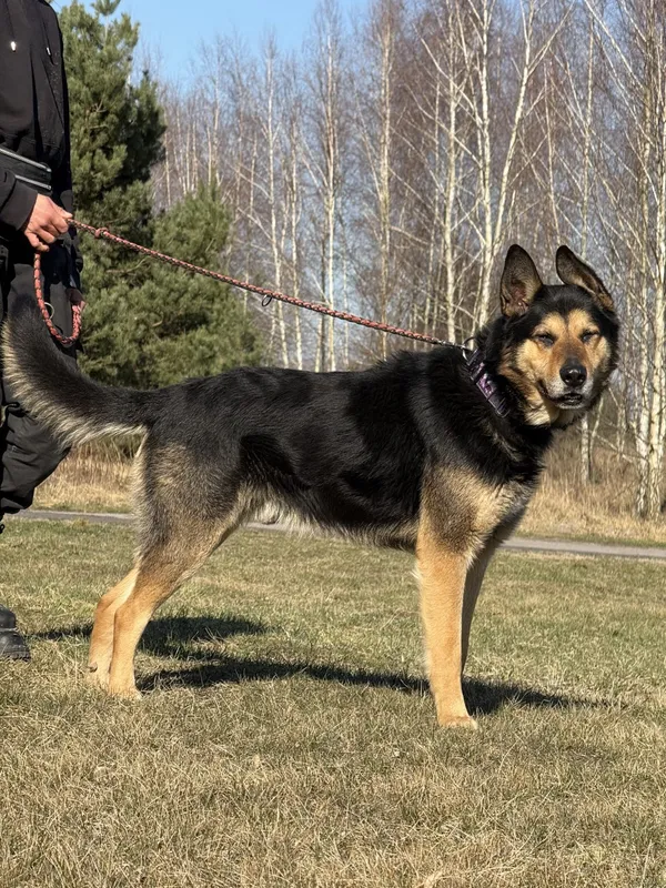 Pies do adopcji, Pieczyska, 31 marca 2025 (2/5)