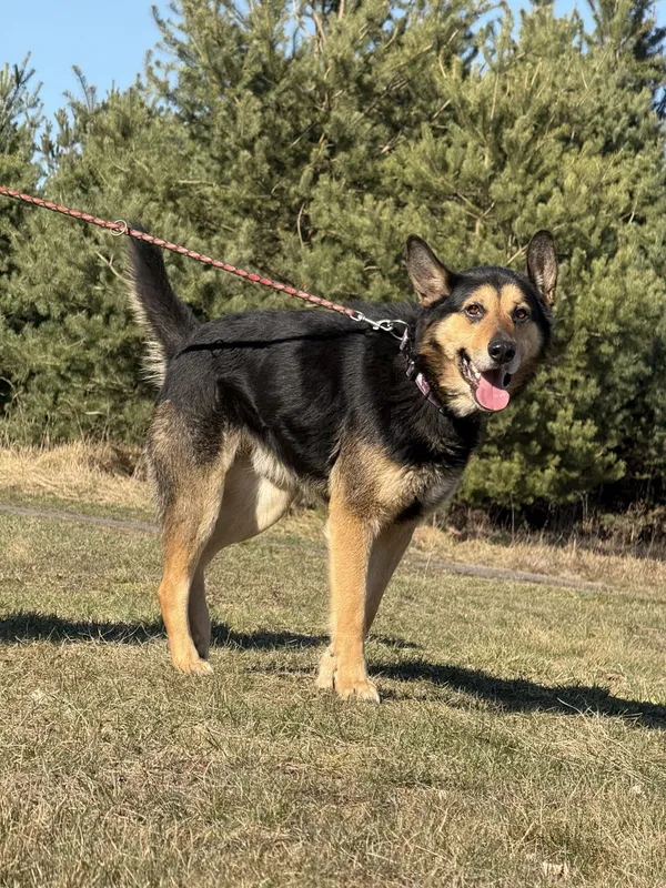 Pies do adopcji, Pieczyska, 31 marca 2025 (4/5)