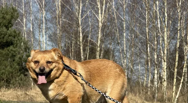 Pies do adopcji, Pieczyska, 31 marca 2025 (1/4)