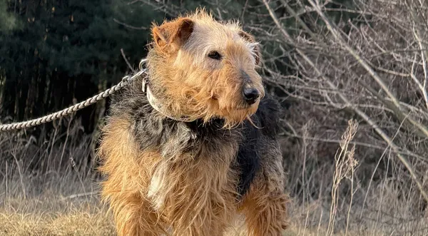 Pies do adopcji, Pieczyska, 31 marca 2025 (1/5)