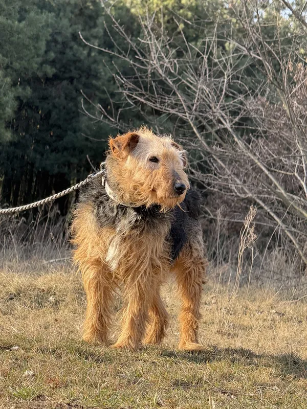 Pies do adopcji, Pieczyska, 31 marca 2025 (3/5)