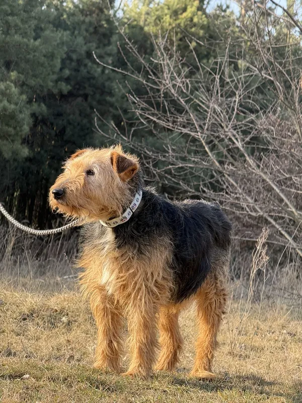 Pies do adopcji, Pieczyska, 31 marca 2025 (4/5)