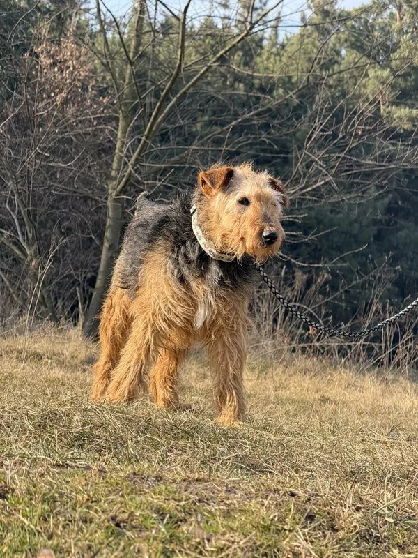 Pies do adopcji, Pieczyska, 31 marca 2025 (5/5)