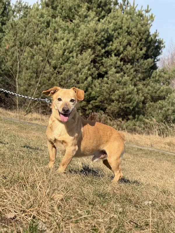 Pies do adopcji, Pieczyska, 31 marca 2025 (2/5)