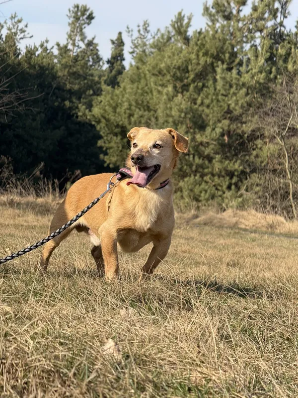 Pies do adopcji, Pieczyska, 31 marca 2025 (3/5)