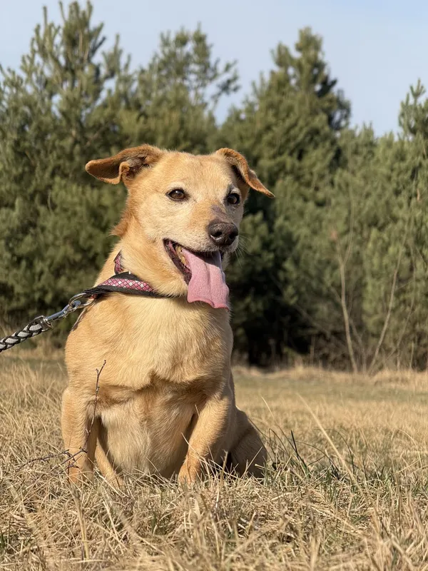 Pies do adopcji, Pieczyska, 31 marca 2025 (4/5)