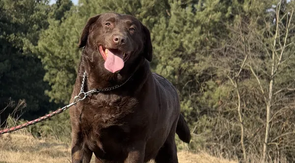 Pies do adopcji, Pieczyska, 31 marca 2025 (1/5)