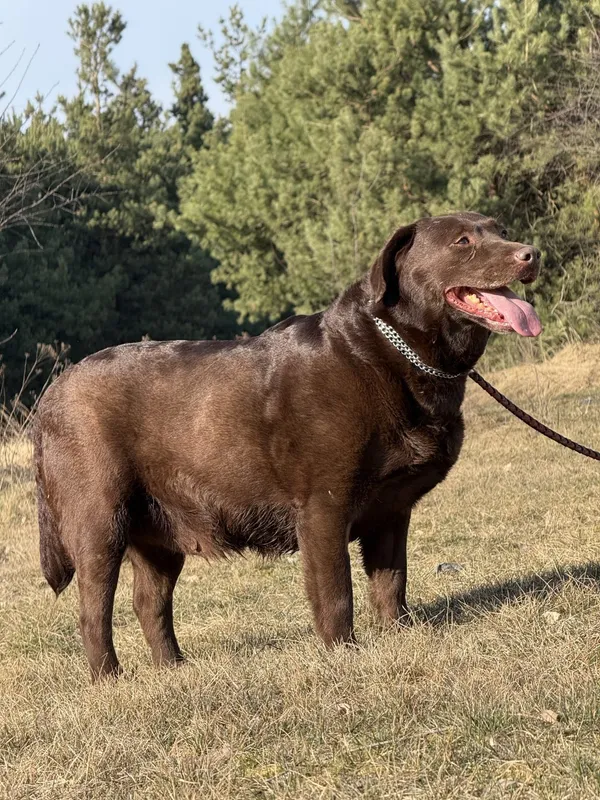 Pies do adopcji, Pieczyska, 31 marca 2025 (3/5)