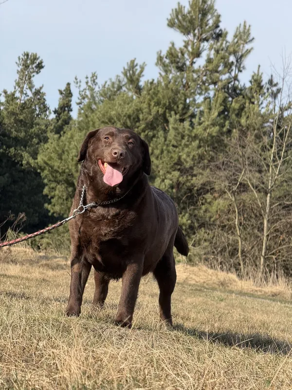 Pies do adopcji, Pieczyska, 31 marca 2025 (4/5)