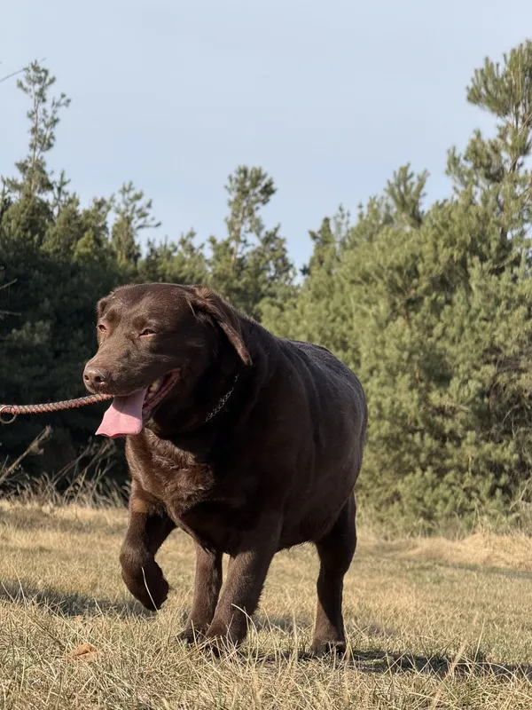 Pies do adopcji, Pieczyska, 31 marca 2025 (5/5)