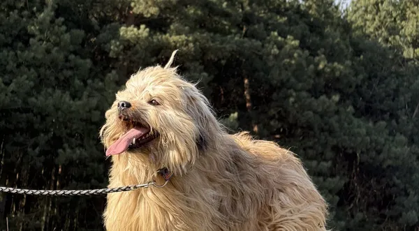 Pies do adopcji, Pieczyska, 31 marca 2025 (1/5)