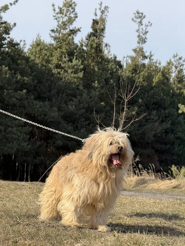 Pies do adopcji, Pieczyska, 31 marca 2025 (2/5)