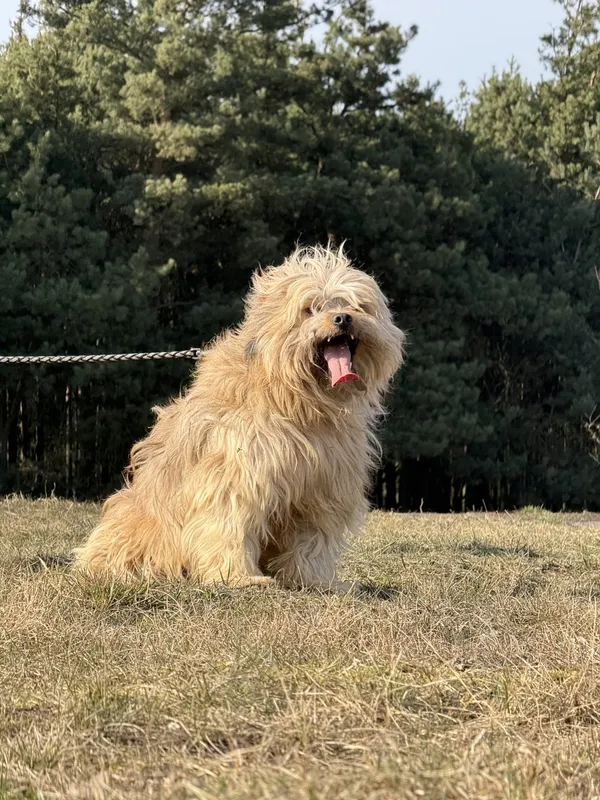 Pies do adopcji, Pieczyska, 31 marca 2025 (5/5)