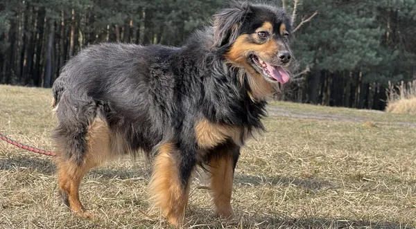 Pies do adopcji, Pieczyska, 31 marca 2025 (1/5)