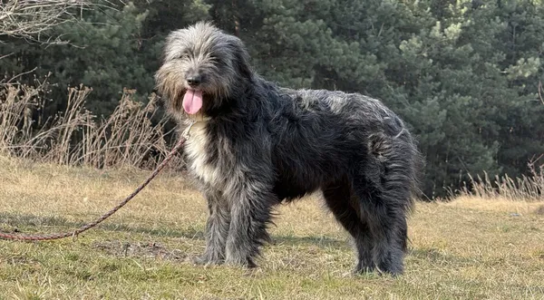 Pies do adopcji, Pieczyska, 31 marca 2025 (1/5)