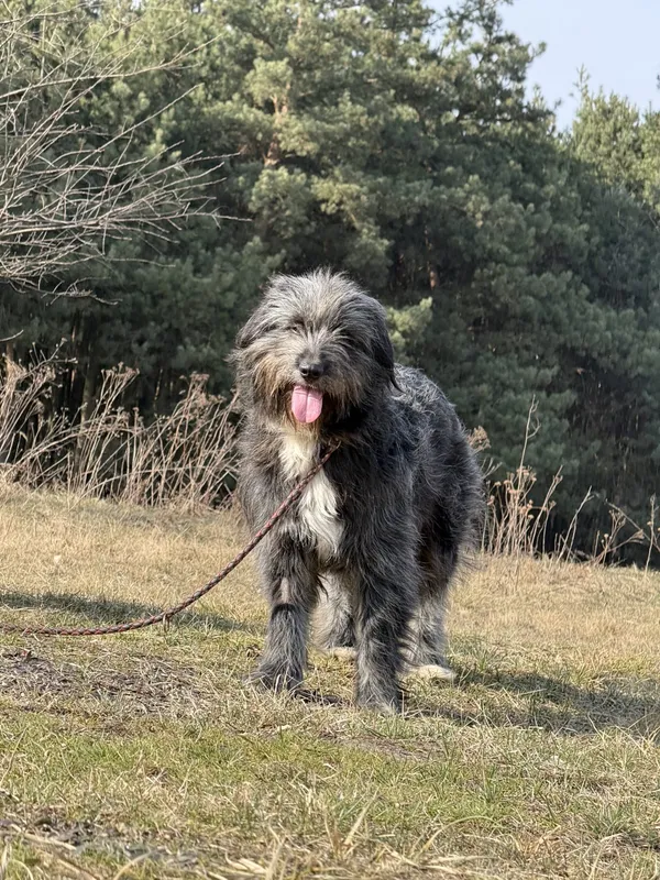 Pies do adopcji, Pieczyska, 31 marca 2025 (2/5)