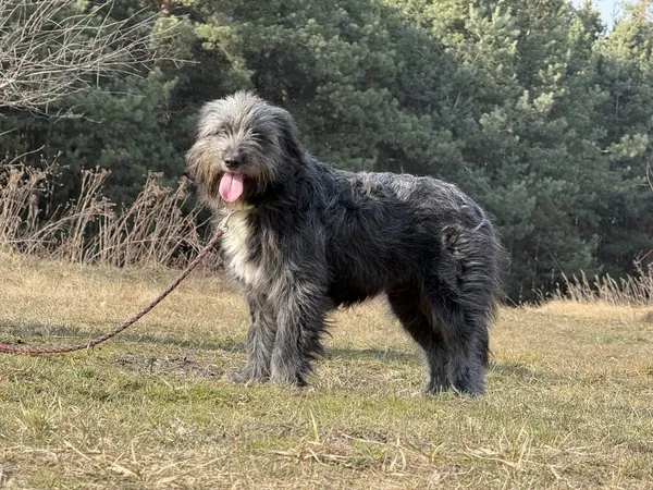 Pies do adopcji, Pieczyska, 31 marca 2025 (4/5)